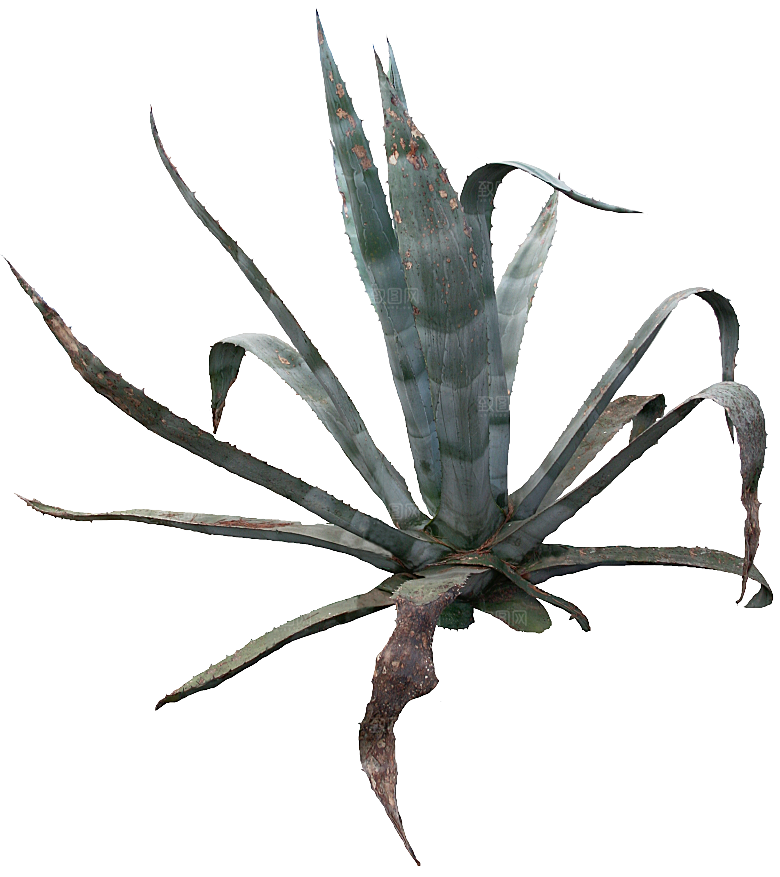 高清景观植物乔木花卉草本观赏草灌木素材