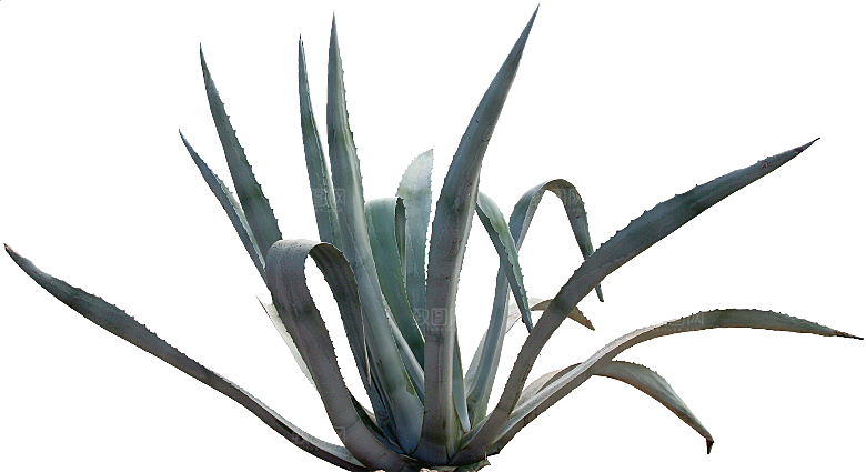 高清景观植物乔木花卉草本观赏草灌木素材