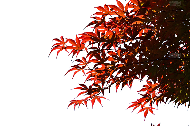 高清景观植物乔木花卉草本观赏草灌木素材