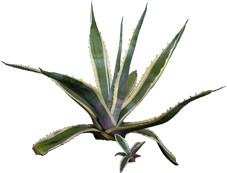 高清景观植物乔木花卉草本观赏草灌木素材