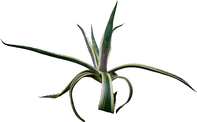 高清景观植物乔木花卉草本观赏草灌木素材