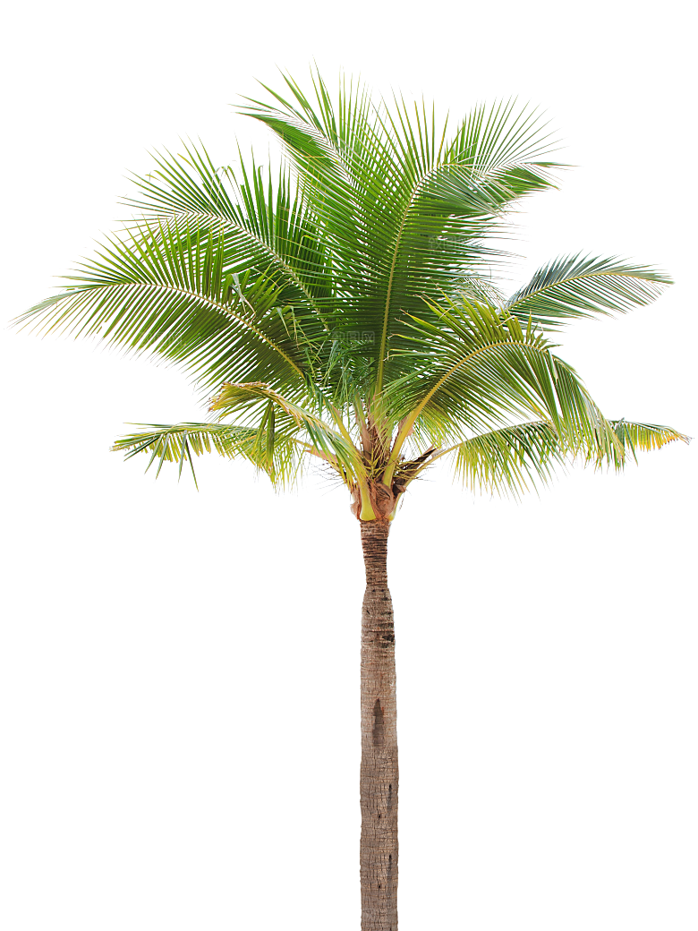 高清景观植物乔木花卉草本观赏草灌木素材