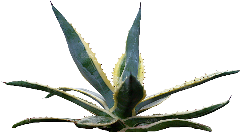 高清景观植物乔木花卉草本观赏草灌木素材
