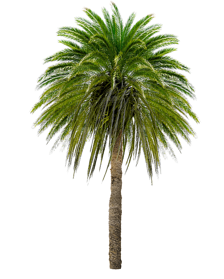 高清景观植物乔木花卉草本观赏草灌木