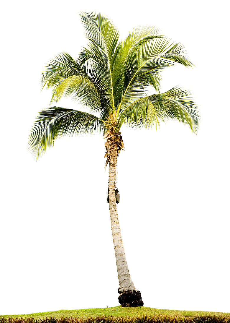 高清景观植物乔木花卉草本观赏草灌木