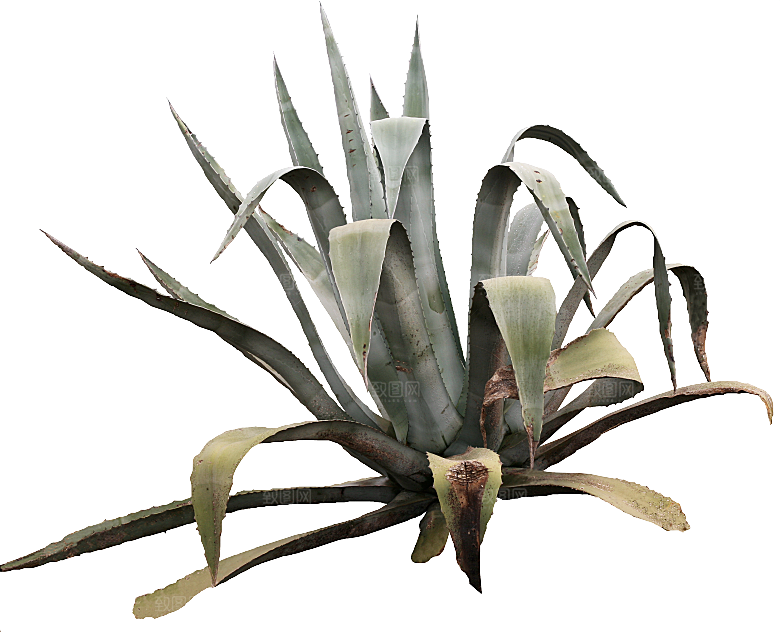 高清景观植物乔木花卉草本观赏草灌木