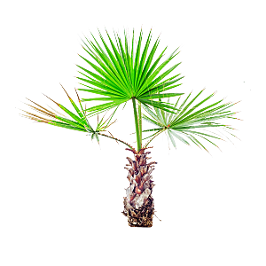 高清景观植物乔木花卉草本观赏草灌木