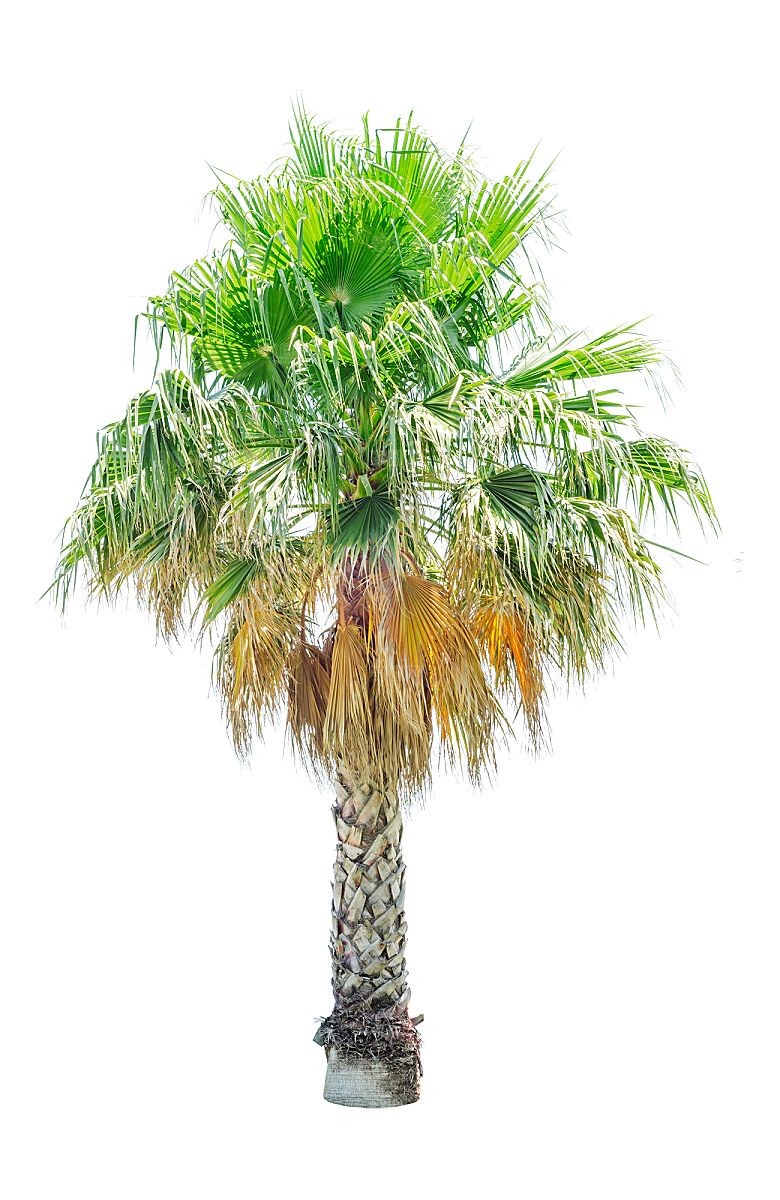 高清景观植物乔木花卉草本观赏草灌木