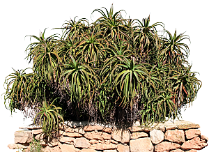 高清景观植物乔木花卉草本观赏草灌木