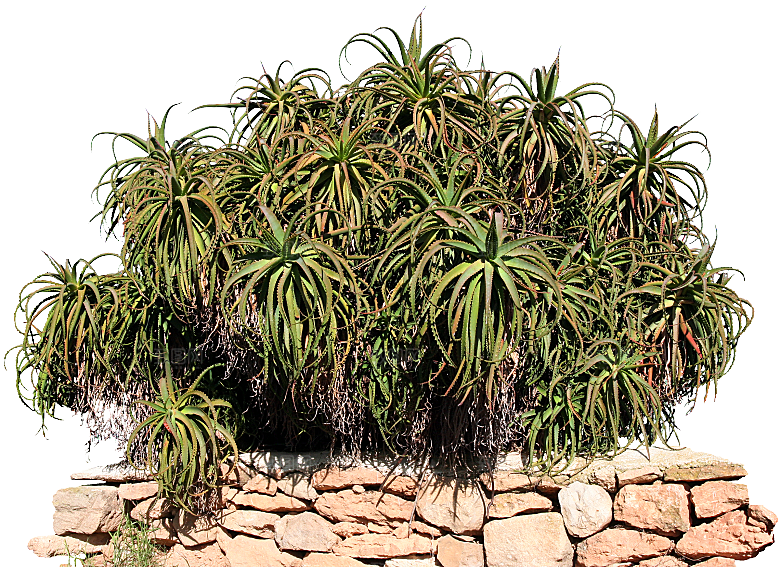 高清景观植物乔木花卉草本观赏草灌木