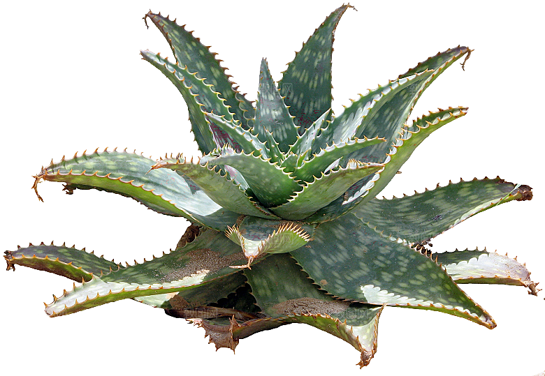 高清景观植物乔木花卉草本观赏草灌木素材