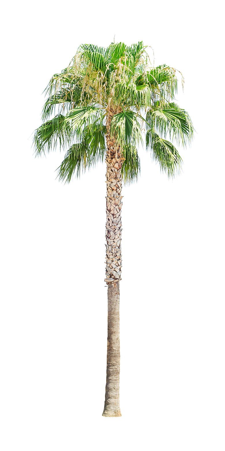高清景观植物乔木花卉草本观赏草灌木素材