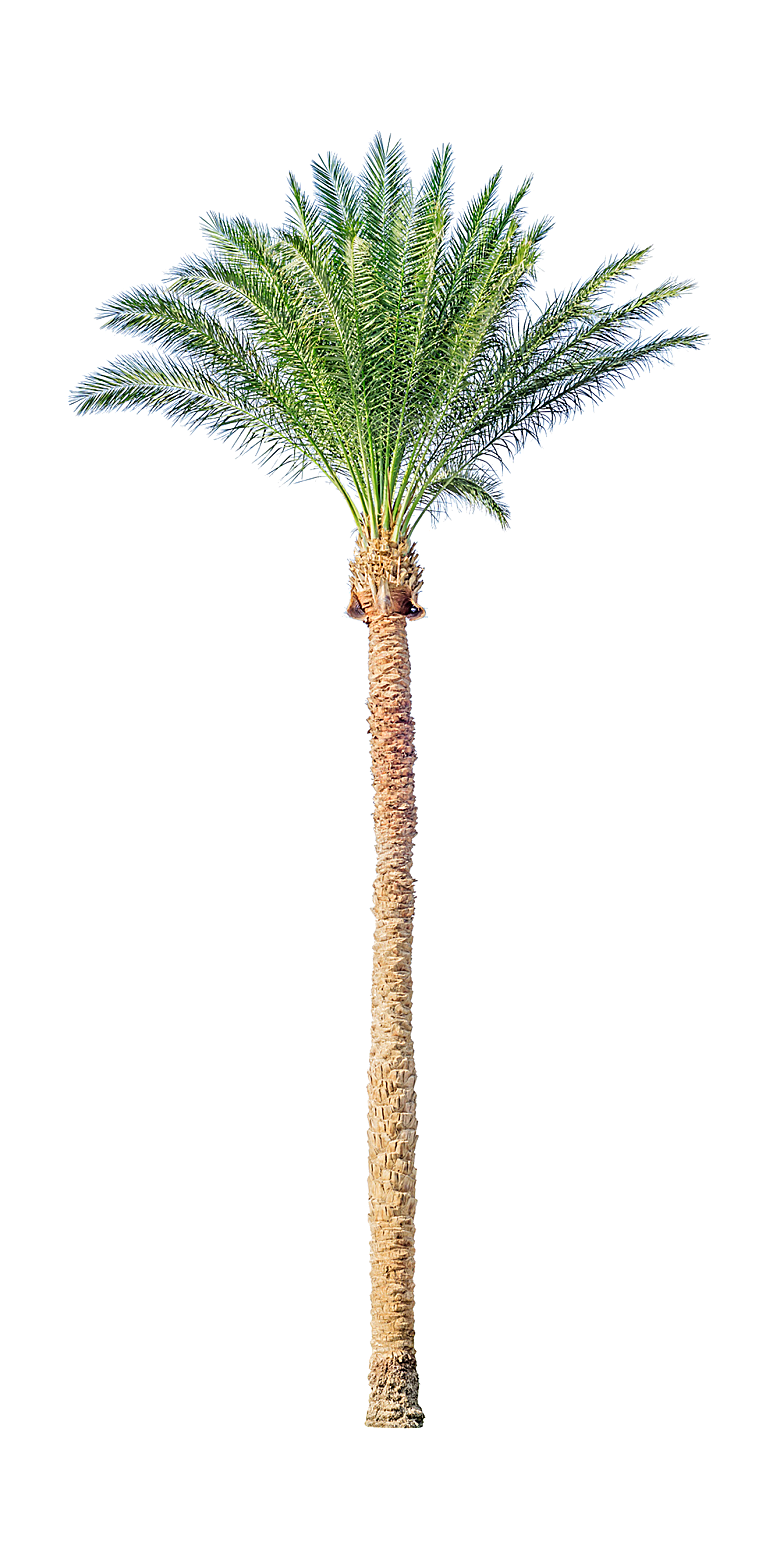 高清景观植物乔木花卉草本观赏草灌木素材