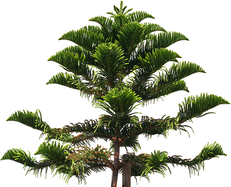 高清景观植物乔木花卉草本观赏草灌木素材