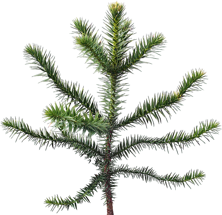 高清景观植物乔木花卉草本观赏草灌木素材