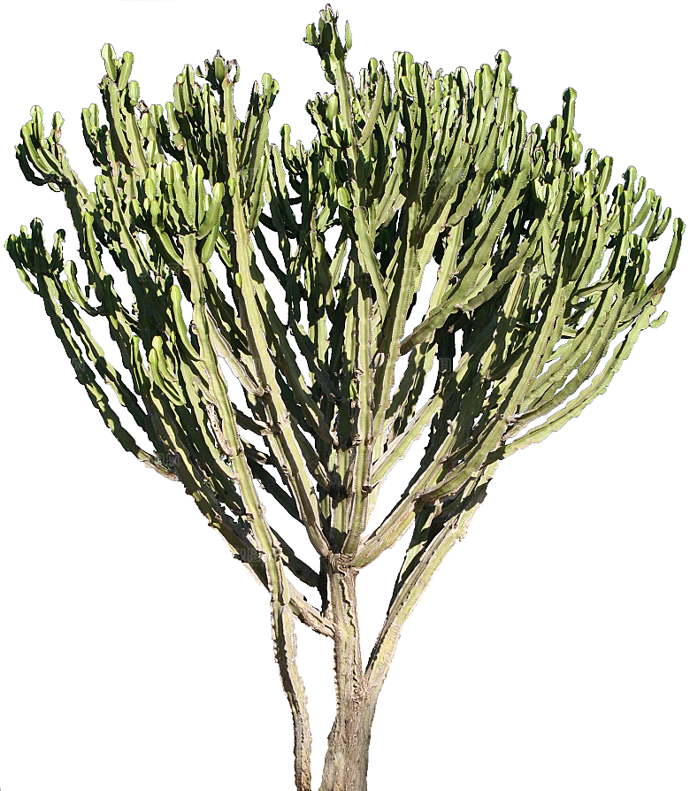 高清景观植物乔木花卉草本观赏草灌木