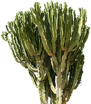 高清景观植物乔木花卉草本观赏草灌木