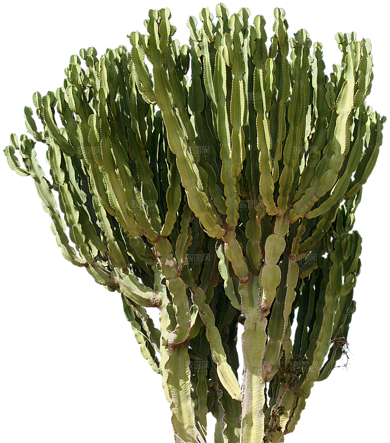 高清景观植物乔木花卉草本观赏草灌木