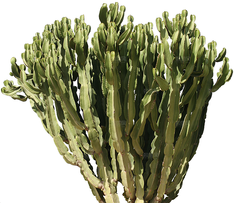 高清景观植物乔木花卉草本观赏草灌木