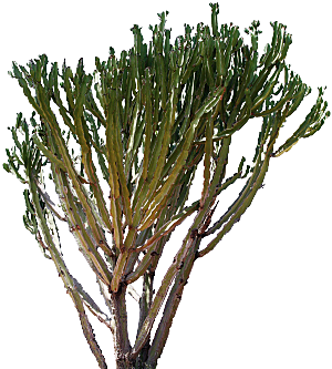 高清景观植物乔木花卉草本观赏草灌木
