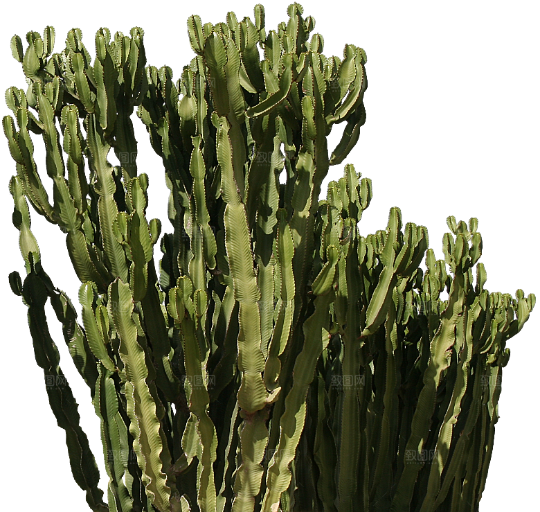 高清景观植物乔木花卉草本观赏草灌木