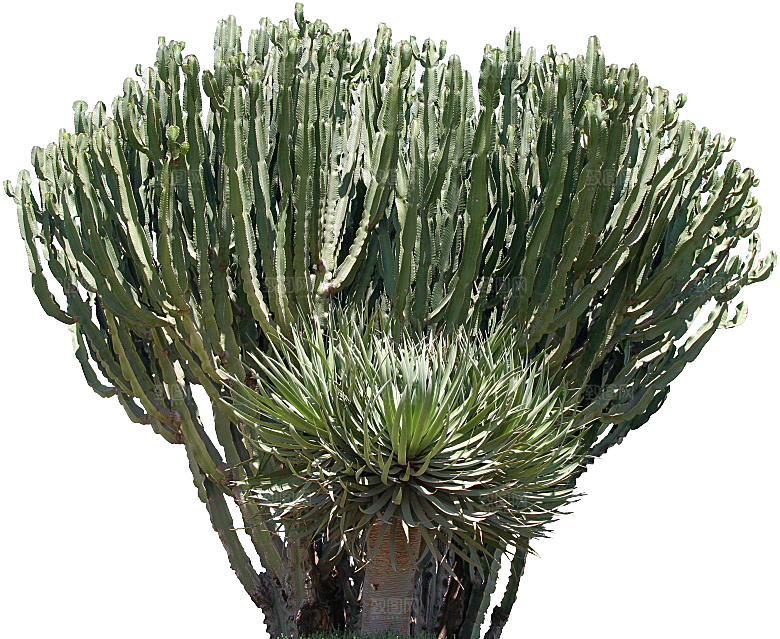 高清景观植物乔木花卉草本观赏草灌木