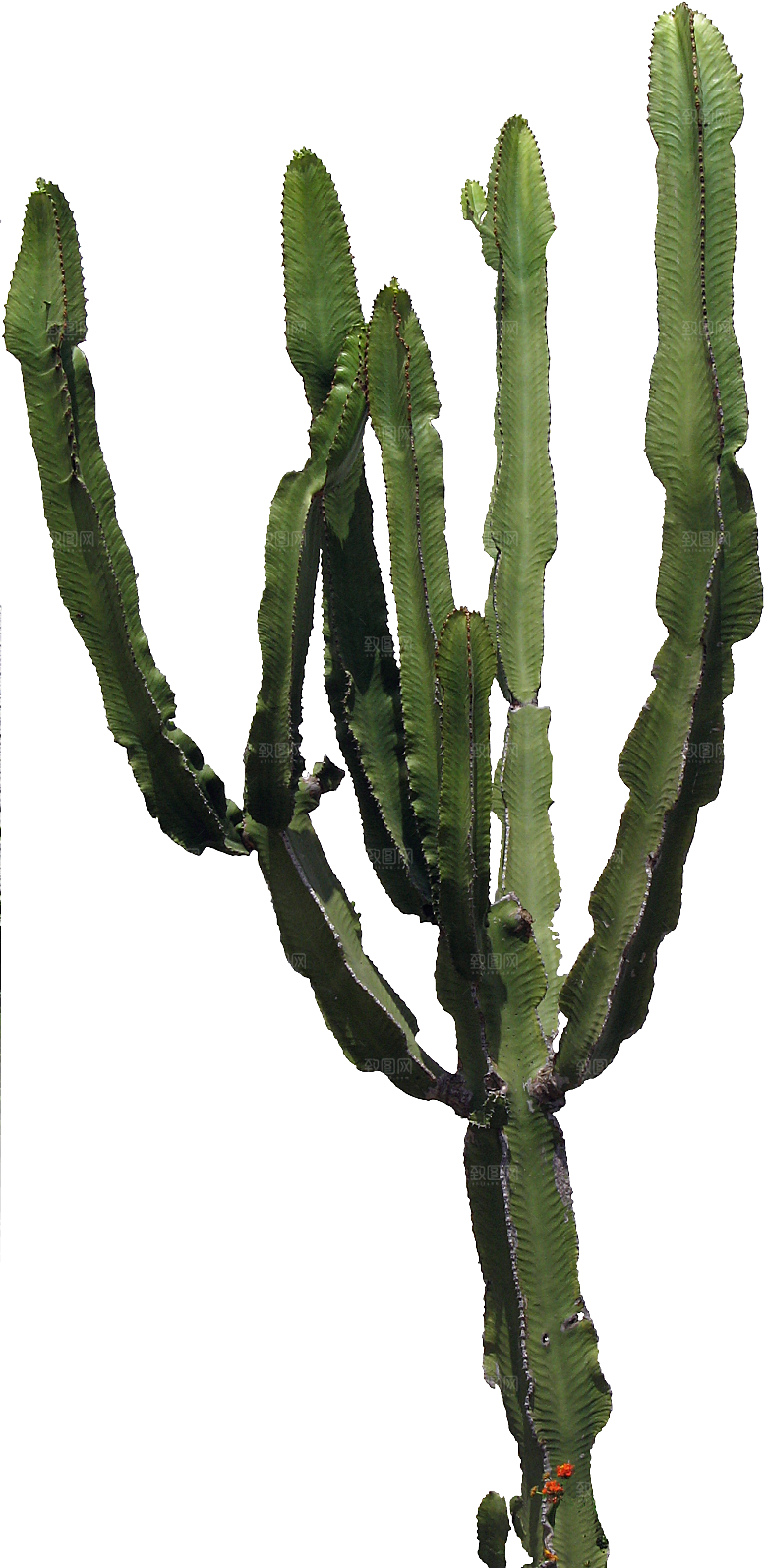 高清景观植物乔木花卉草本观赏草灌木