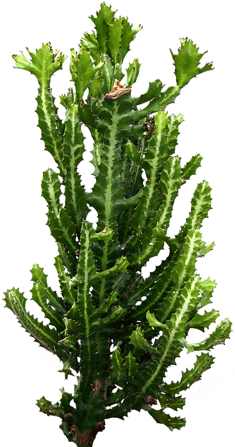 高清景观植物乔木花卉草本观赏草灌木素材