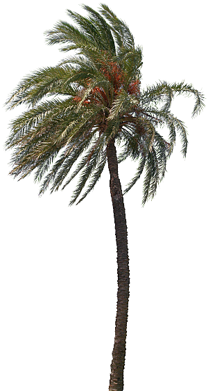 高清景观植物乔木花卉草本观赏草灌木素材