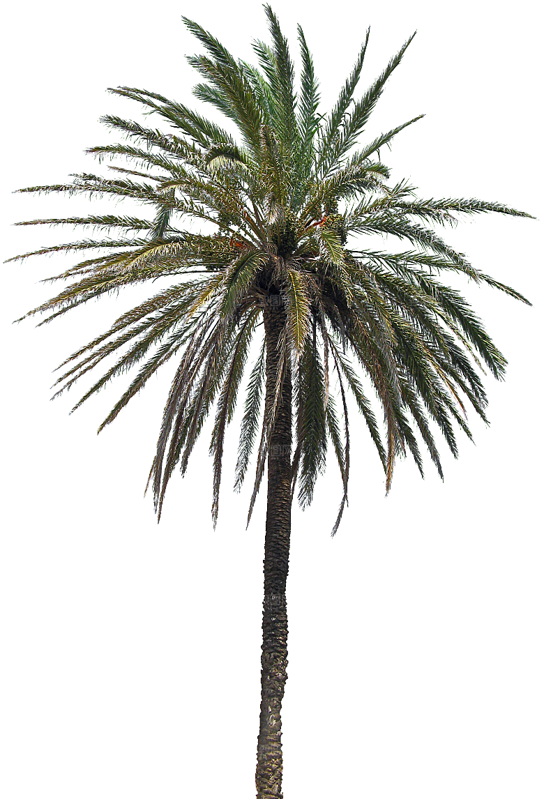 高清景观植物乔木花卉草本观赏草灌木素材