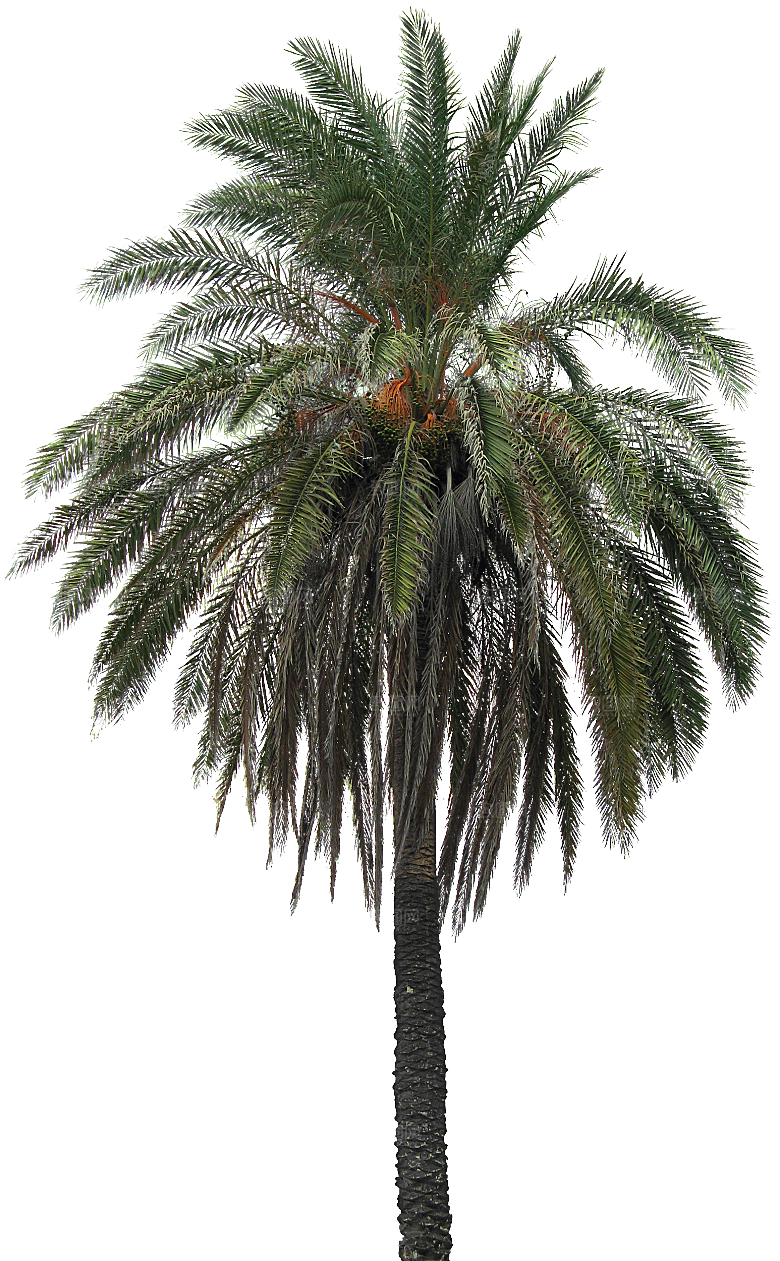 高清景观植物乔木花卉草本观赏草灌木