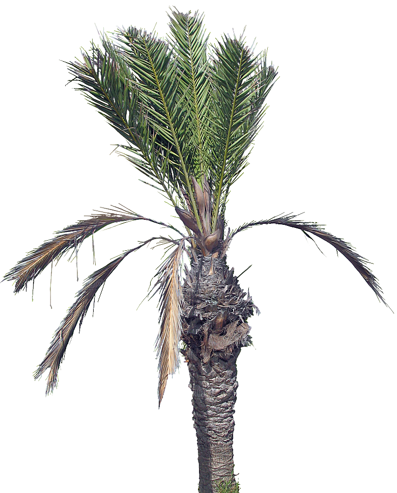 高清景观植物乔木花卉草本观赏草灌木