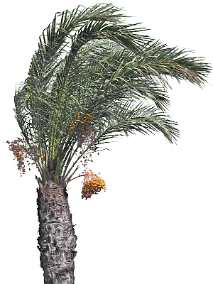 高清景观植物乔木花卉草本观赏草灌木