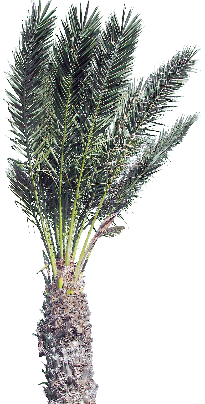 高清景观植物乔木花卉草本观赏草灌木