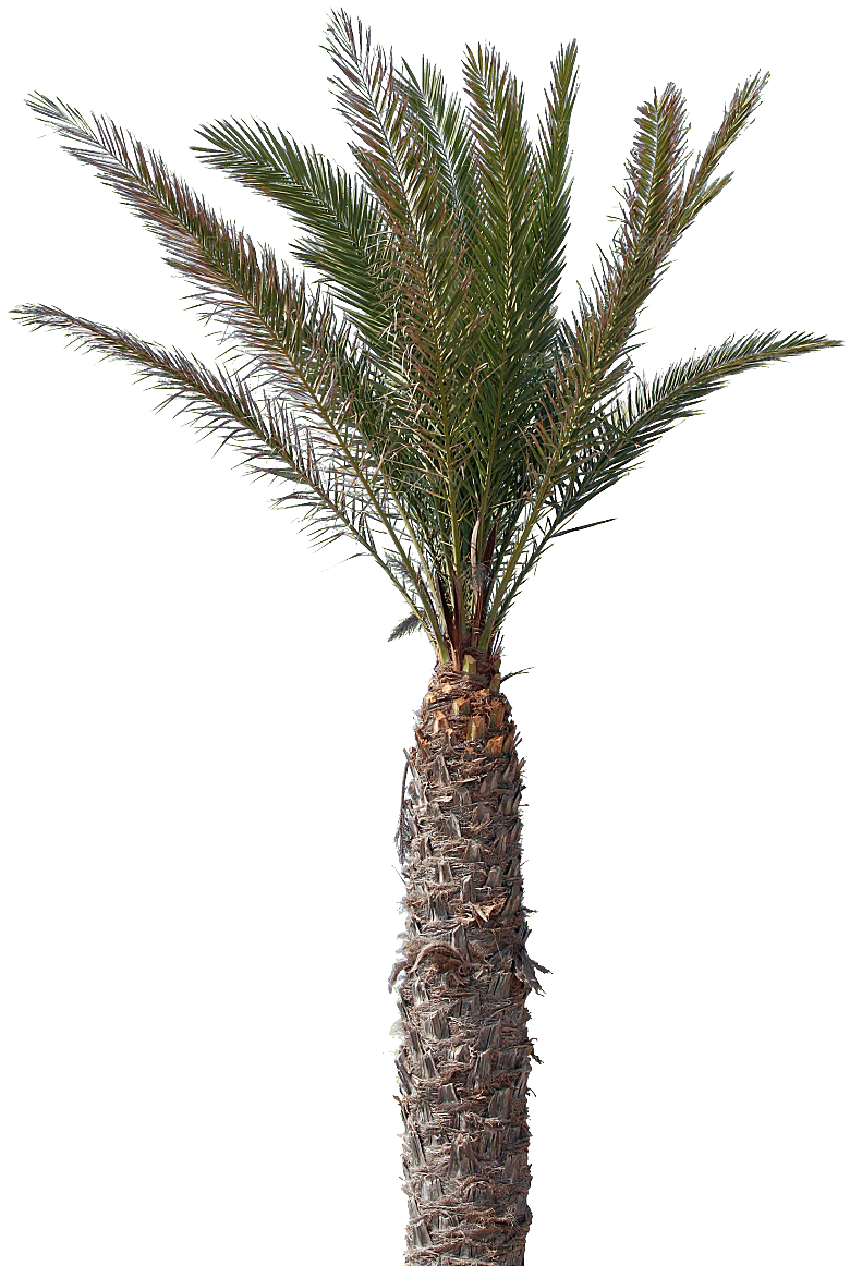 高清景观植物乔木花卉草本观赏草灌木