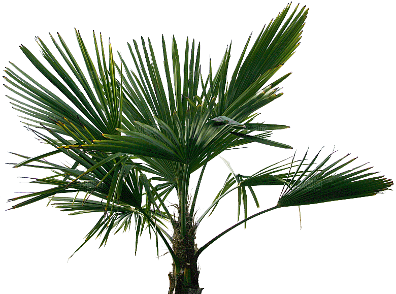 高清景观植物乔木花卉草本观赏草灌木