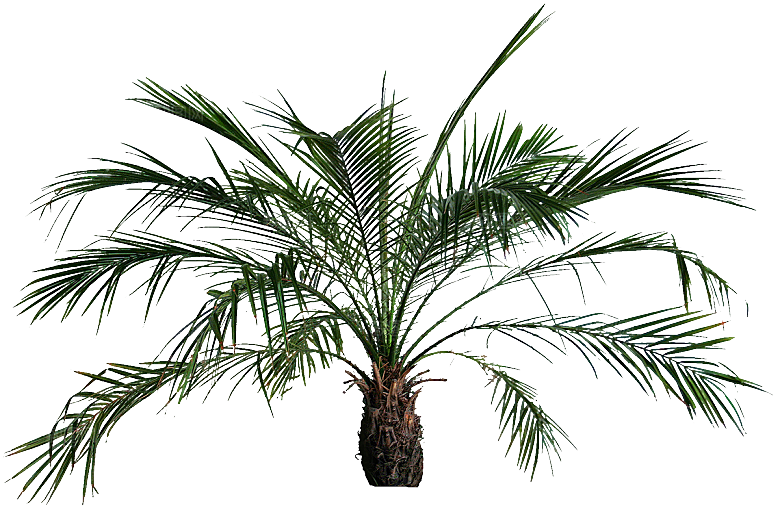 高清景观植物乔木花卉草本观赏草灌木