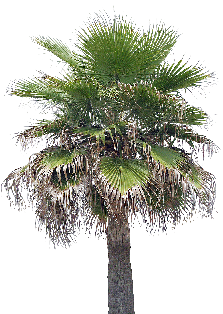 高清景观植物乔木花卉草本观赏草灌木
