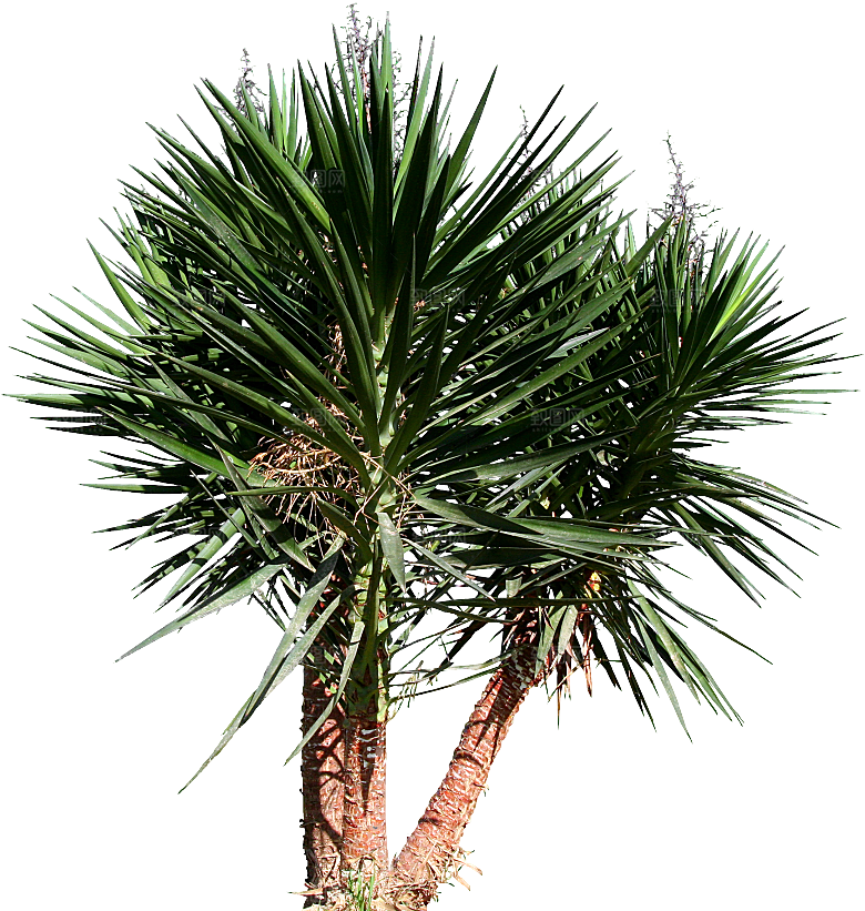 高清景观植物乔木花卉草本观赏草灌木