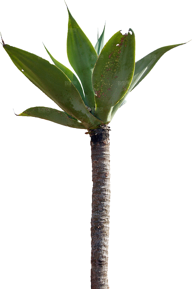 高清景观植物乔木花卉草本观赏草灌木