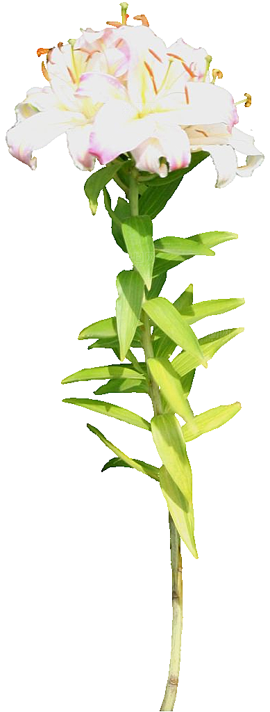 高清景观植物乔木花卉草本观赏草灌木