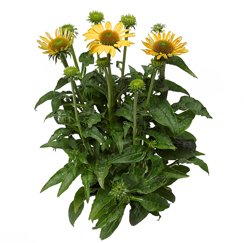 高清景观植物乔木花卉草本观赏草灌木
