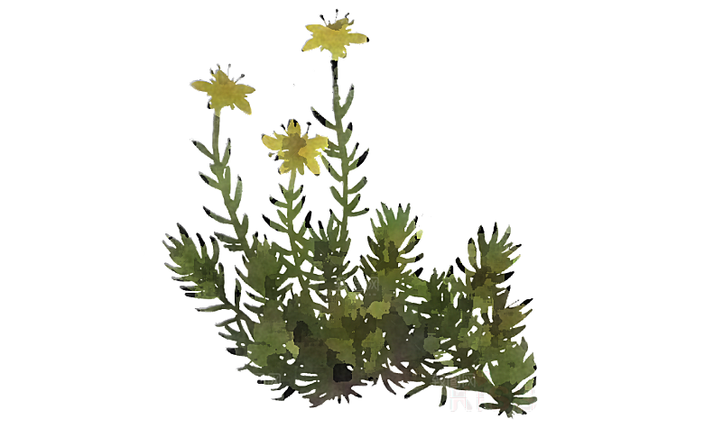 高清景观植物乔木花卉草本观赏草灌木