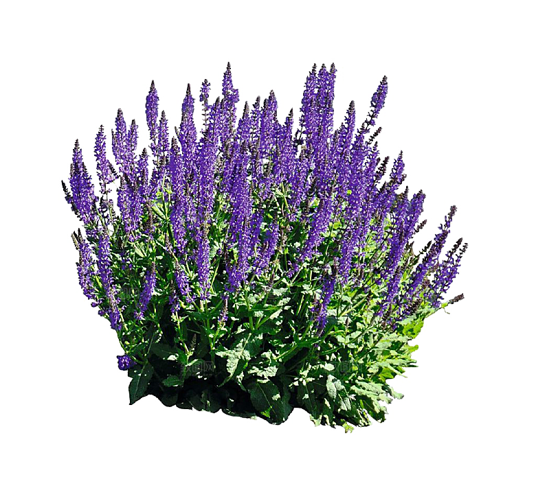 高清景观植物乔木花卉草本观赏草灌木素材