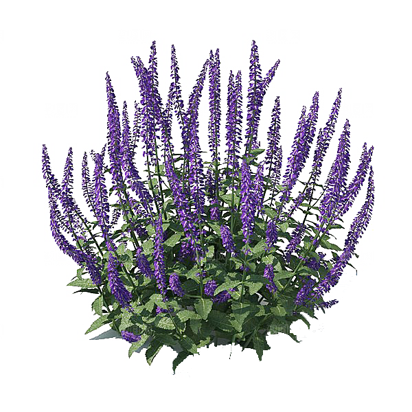 高清景观植物乔木花卉草本观赏草灌木素材