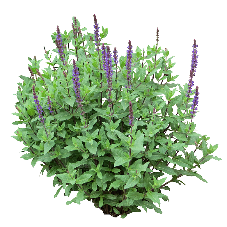 高清景观植物乔木花卉草本观赏草灌木素材