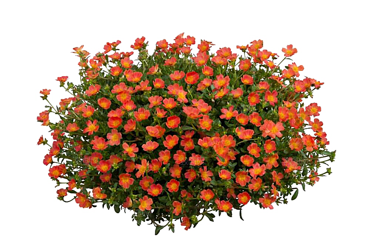 高清景观植物乔木花卉草本观赏草灌木素材