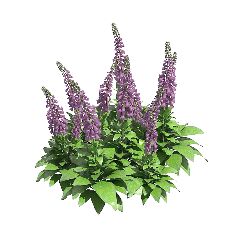 高清景观植物乔木花卉草本观赏草灌木素材