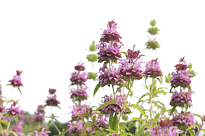 高清景观植物乔木花卉草本观赏草灌木素材
