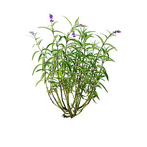 高清景观植物乔木花卉草本观赏草灌木素材
